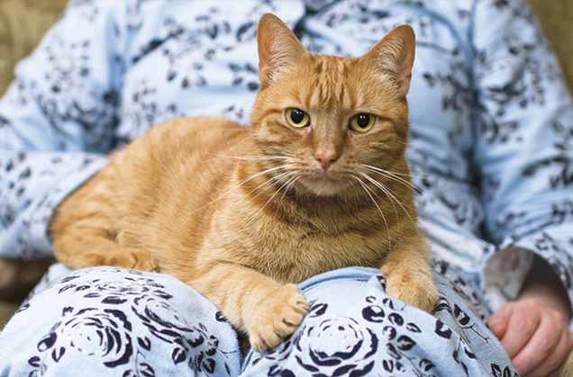 Cat keeping warm on owners lap